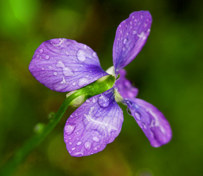 Spring colors in the rain