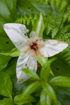 Imperfect flowers in the rain