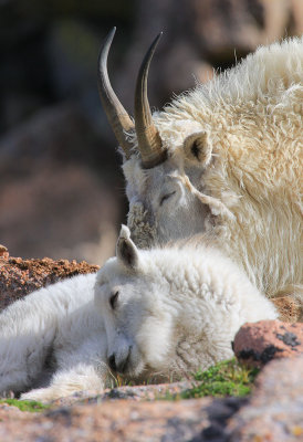 Nap time on Mt. Evans