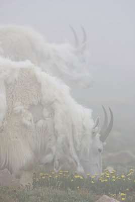 Grazing in the fog