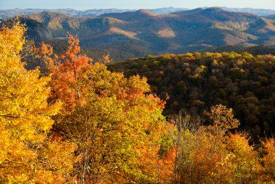 Late season yellows above Brevard