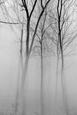 Figures in the Fog
