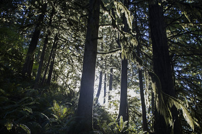 First light in the forest