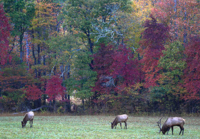 Grazing herd