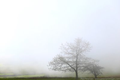 Ghosts in the Meadow