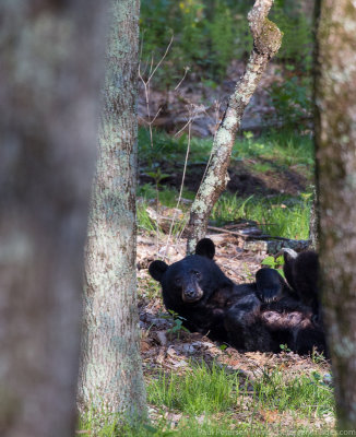 Bear Nap
