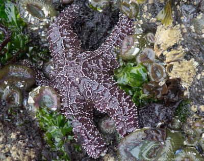 Low Tide Starfish