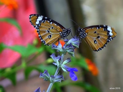 Dos mariposas