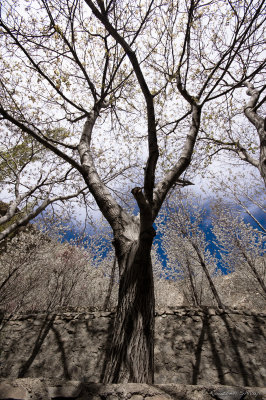 2008-Blossoms in spring
