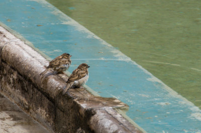 2009-Sparrows