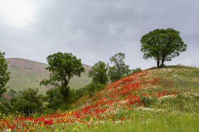 2009-Palangan - Kordestan in spring