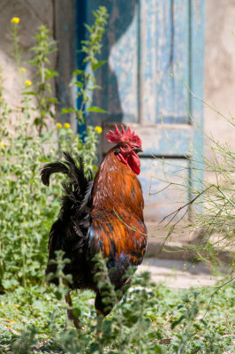2009-Rooster