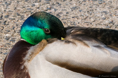 2010-Male Mallard Duck