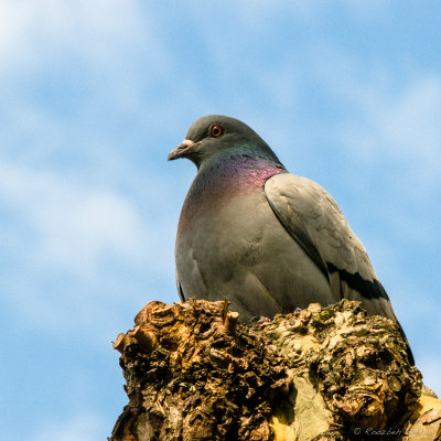 2010-Rock Dove