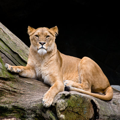 2010-Female Lion (lioness)