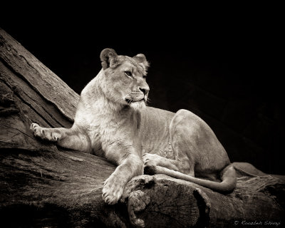2010-Female Lion (lioness)
