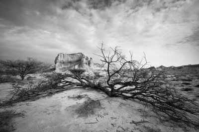 2011- Wilderness