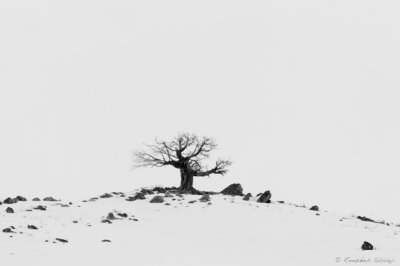 2011-Cold and Alone