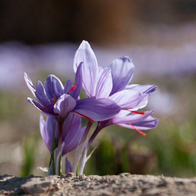 2011-Saffron flower