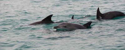 2012-Bottlenose Dolphin