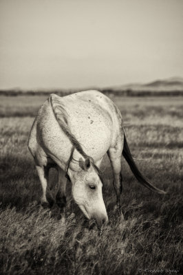 2012-Horse