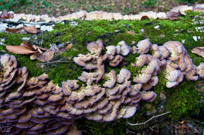 2012-Turkey Tail Mushroom