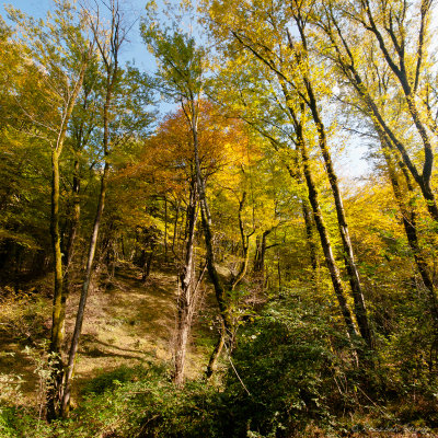 2012-Forest