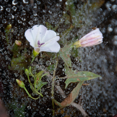 2013-Morning dew & flower
