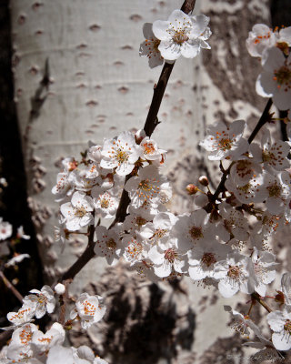 2013-Blossoms, sign of spring