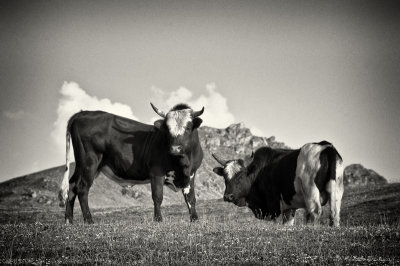 2013-Cows