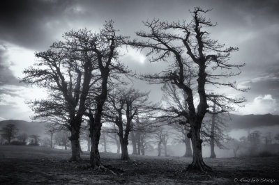 2013- Abr Forest