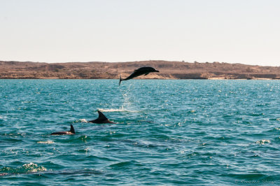 2013-Dolphins