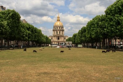 Les Invalides and the sheeps