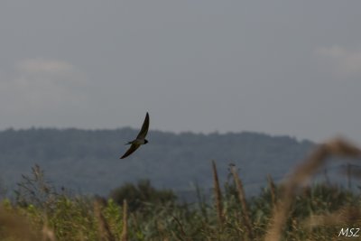 Jaskłka dymwka
(Hirundo rustica) 