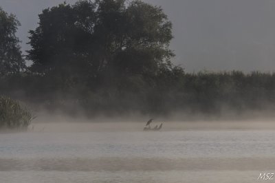 Czaplowate
herons 
(Ardeidae) 