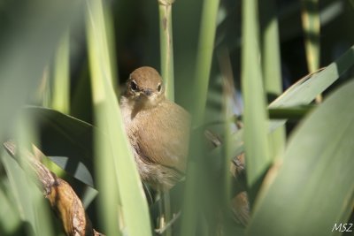 Acrocephalus sp.
young one