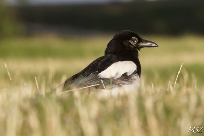 Sroka 
common magpie
(Pica pica)