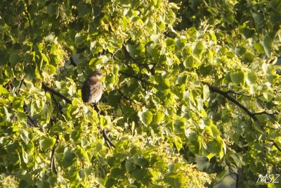 Kwiczoł
Fieldfare
(Turdus pilaris)