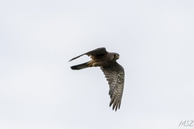 Sokł pustułka
Common kestrel
(Falco tinnunculus)