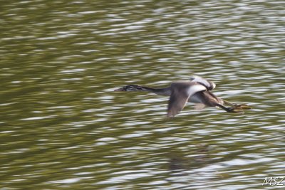 Perkoz dwuczuby 
Great crested grebe
(Podiceps cristatus) 