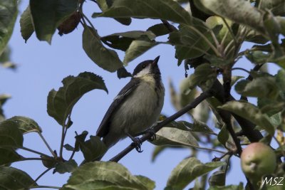 Sikora sosnwka 
coal tit
(Periparus ater ater) 