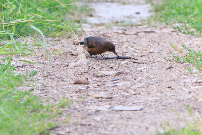 Kos zwyczajny
(Turdus merula) 