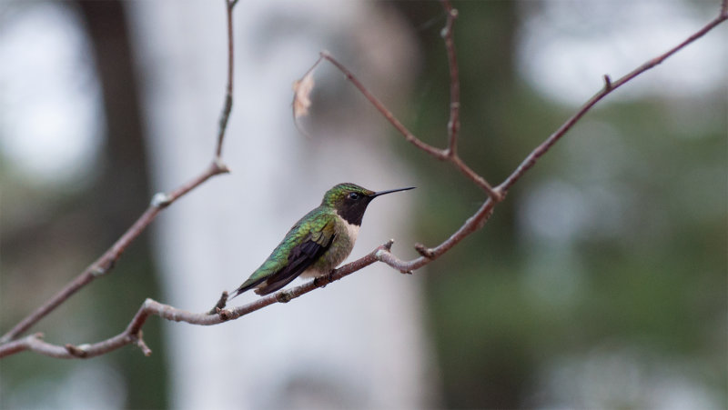 Colibris  gorge rubis