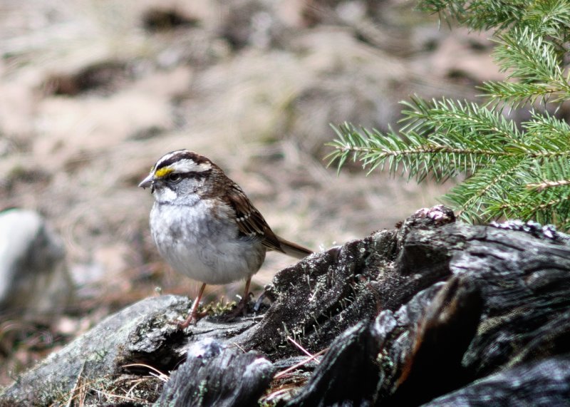 Bruant  gorge blanche - White throated Sparrow
