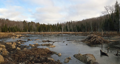 What's left of the beaver pond after the dam burst