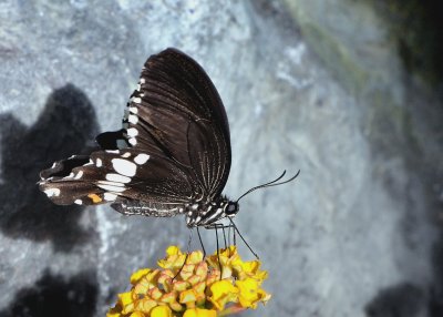 Papillons en libert 2016