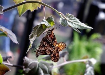 Papillons en libert - dition 2016