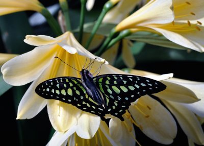 Papillons en liberté - Édition 2016