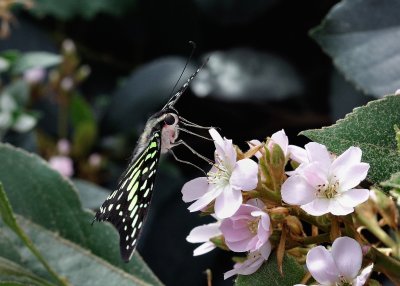 Papillons en liberté - Édition 2016