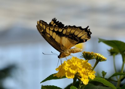 Papillons en liberté - Édition 2016